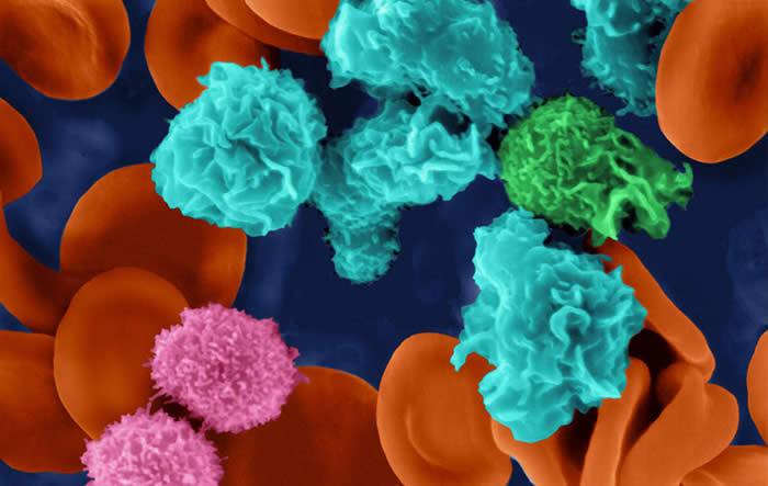 German-Italian Symposium on Trafficking of Immune Cells in Inflammation, Development and Disease German-Italian Symposium on Trafficking of Immune Cells in Inflammation, Development and Disease